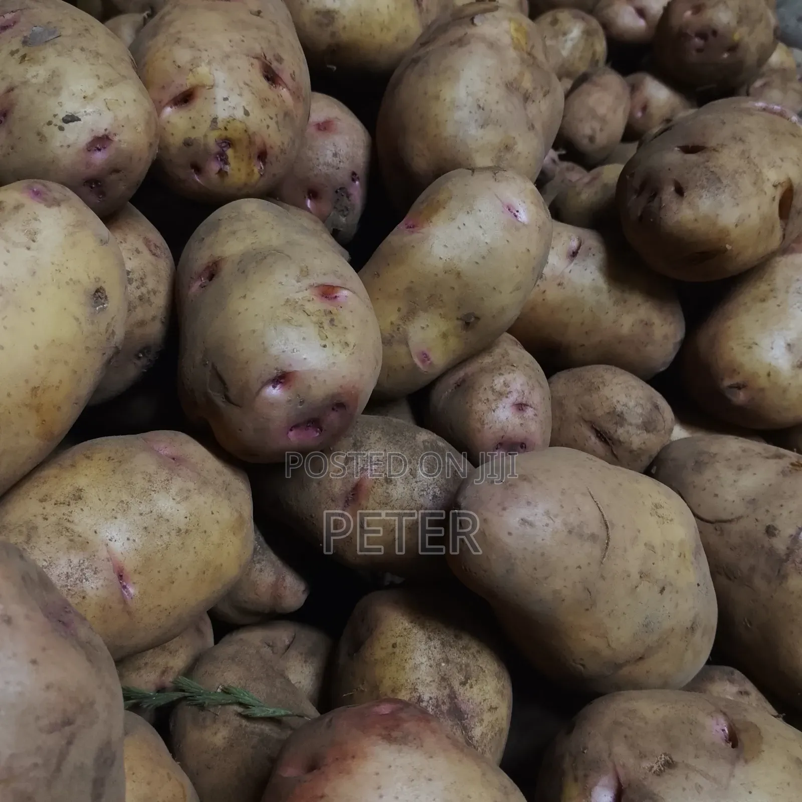 Potatoes Fresh Big for Chipo Hizo Niza Chips
