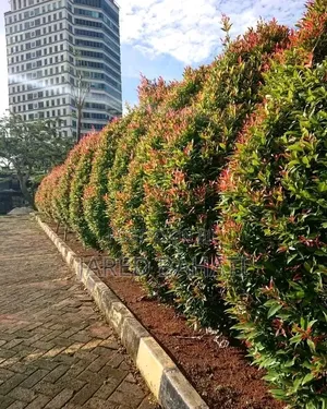 Jades Landscaping Services in Nairobi