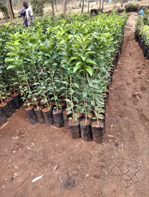 Pixie Fruit Seedlings