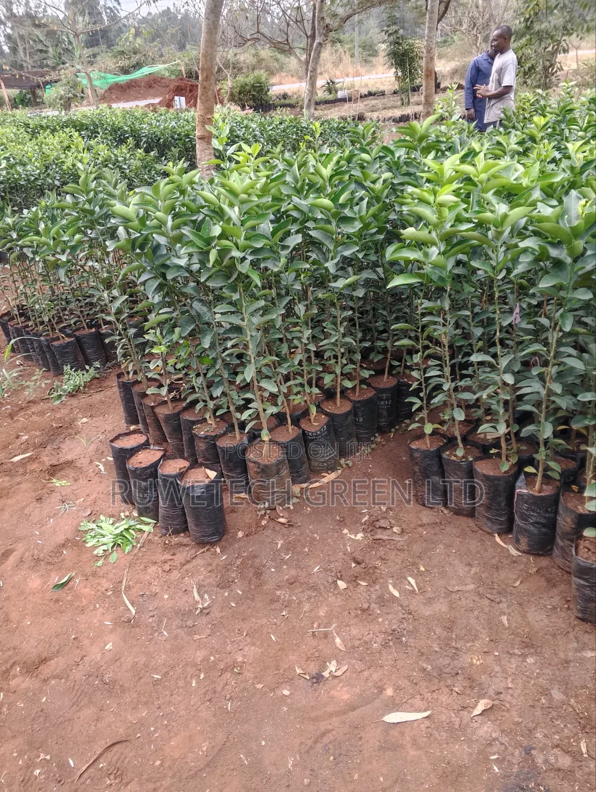 Pixie Fruit Seedlings
