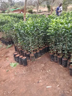Pixie Fruit Seedlings