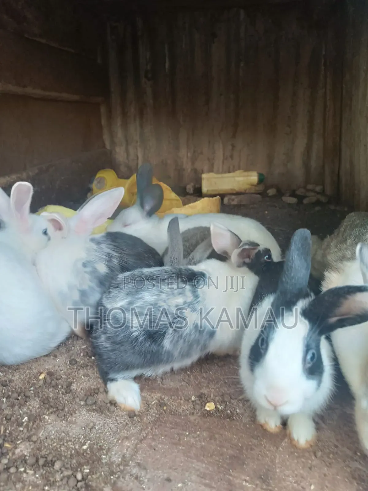 Healthy Rabbits