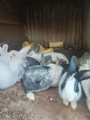 Healthy Rabbits