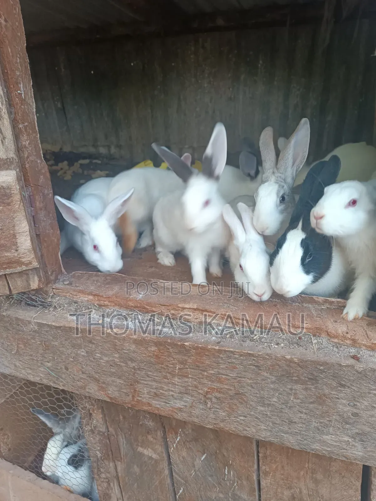 Healthy Rabbits