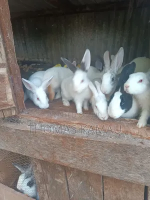 Healthy Rabbits