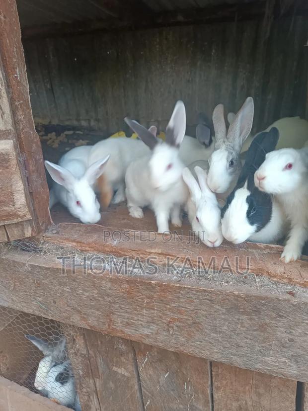 Healthy Rabbits - thumbnail 2