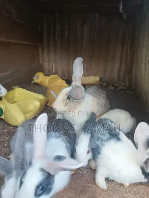 Healthy Rabbits