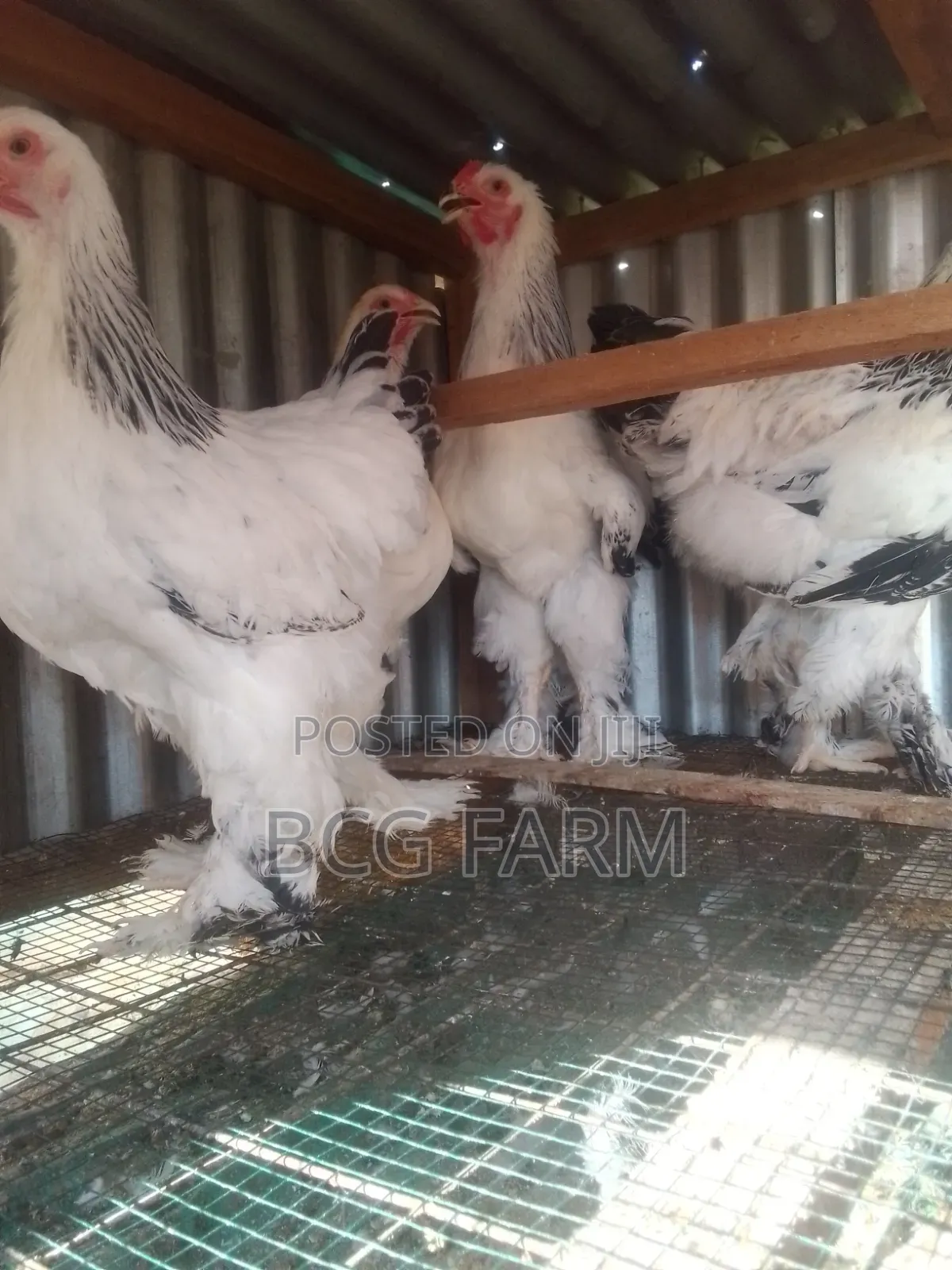 Brahma Eggs and Chicks