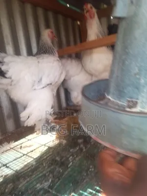 Brahma Eggs and Chicks