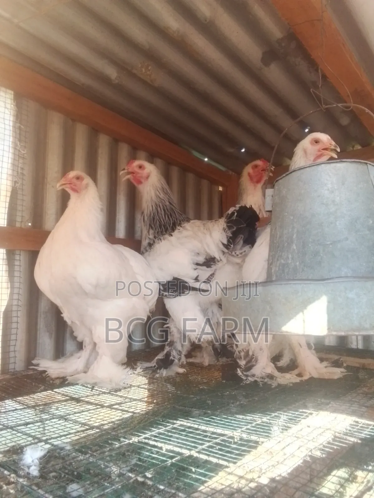 Brahma Eggs and Chicks