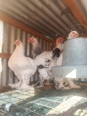 Brahma Eggs and Chicks