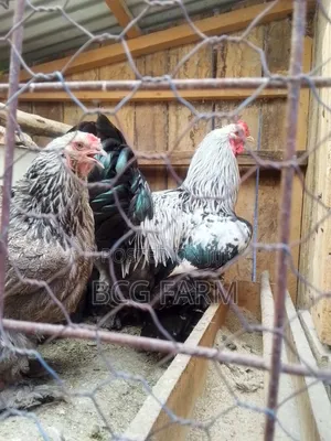 Brahma Eggs and Chicks