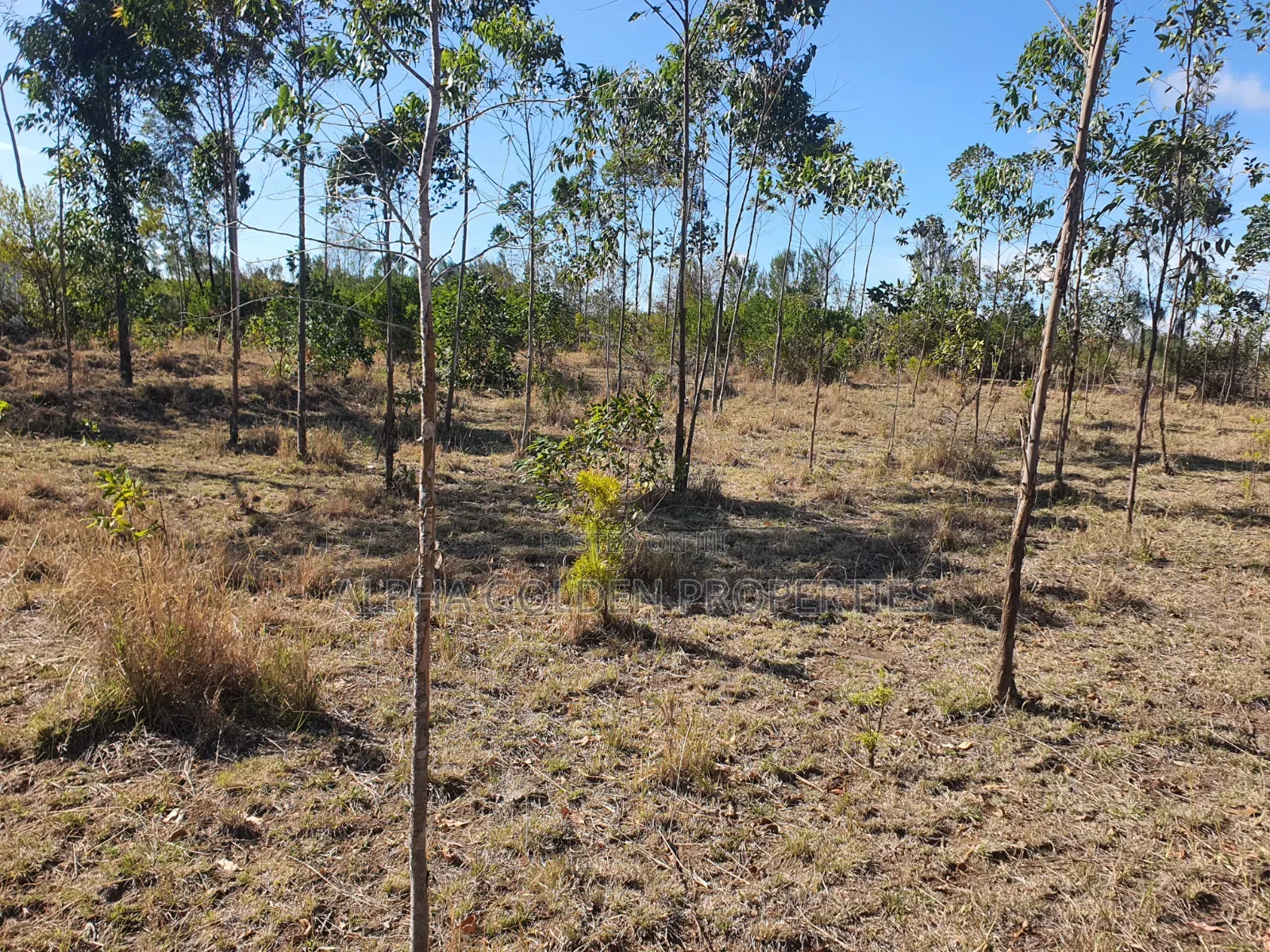 1 Acre on Sale [ Sweetwaters] Nanyuki