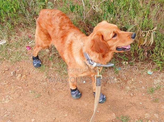 1+ year Male Purebred Golden Retriever