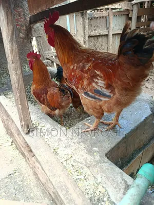 Kienyeji Improved Chicken