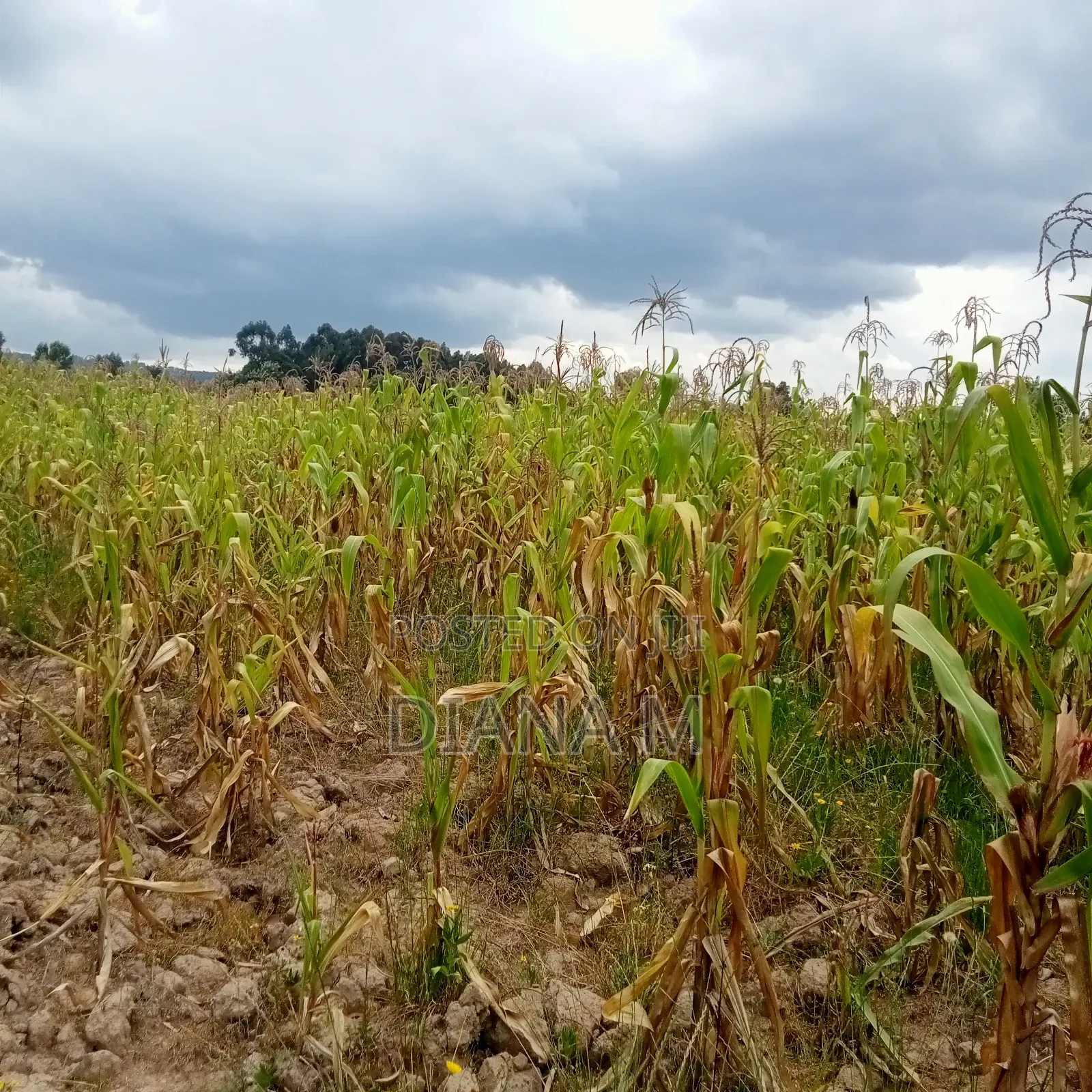 Prime 10 Acres on Sale in Kasuku