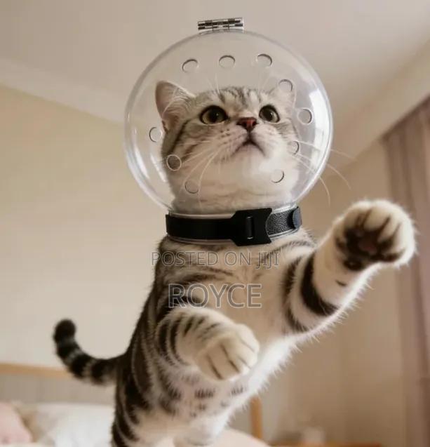 Cat Anti-Bite Muzzle - main view