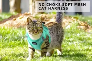 Cat Harness