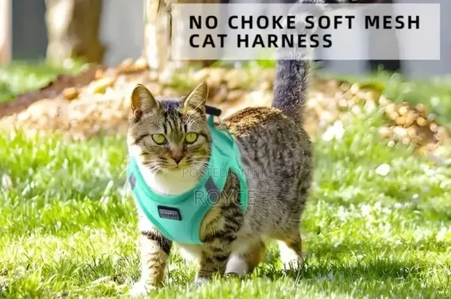 Cat Harness