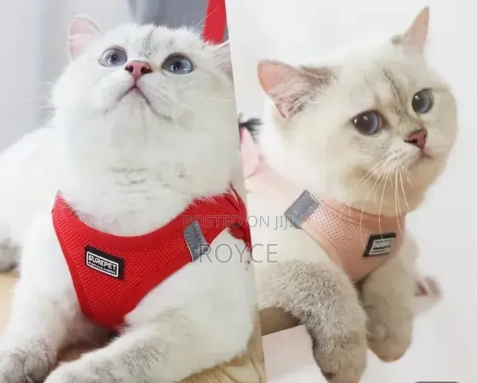 Cat Harness