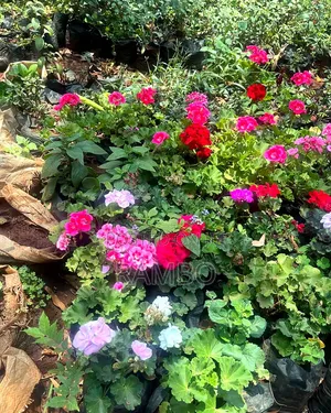Beautiful Mixed Geranium Flowers | Pink Red White Purple Plants | Na