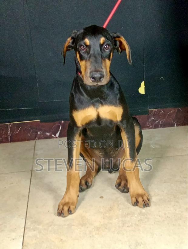3-6 months Male Purebred Doberman Pinscher