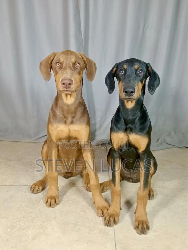 3-6 months Female Purebred Doberman Pinscher