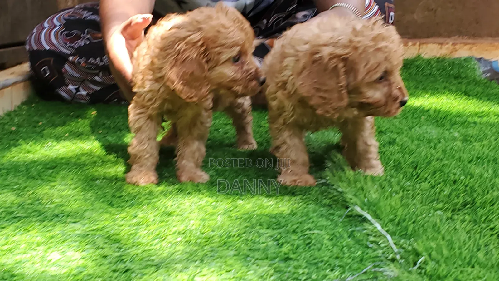 1-3 months Male Purebred Poodle