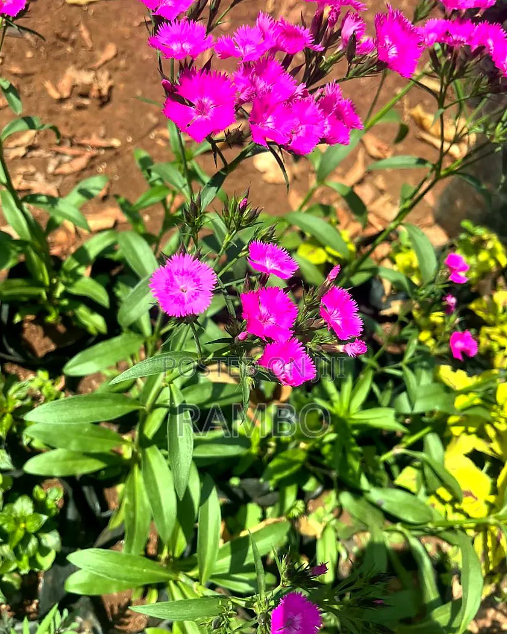 Pink Dianthus Flowering Plants | Fragrant Garden Flowers |