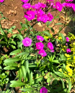 Pink Dianthus Flowering Plants | Fragrant Garden Flowers |