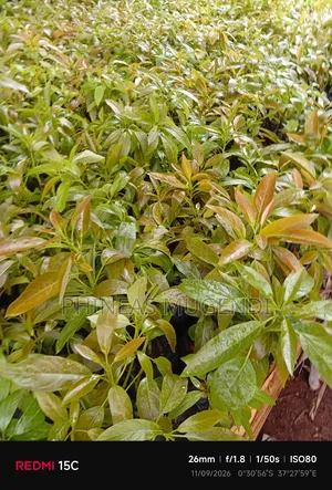 Hass Avocado Seedlings