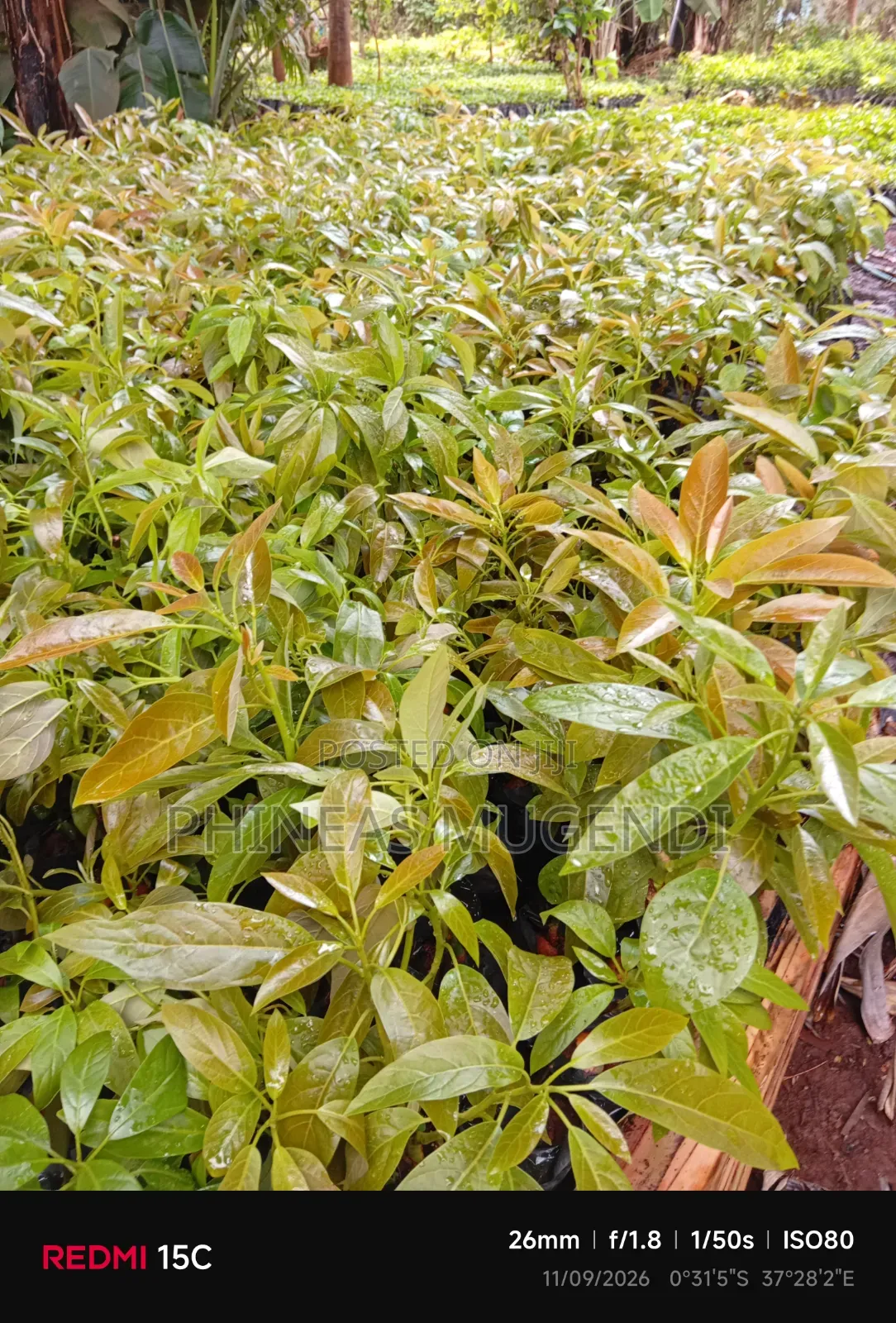 Hass Avocado Seedlings