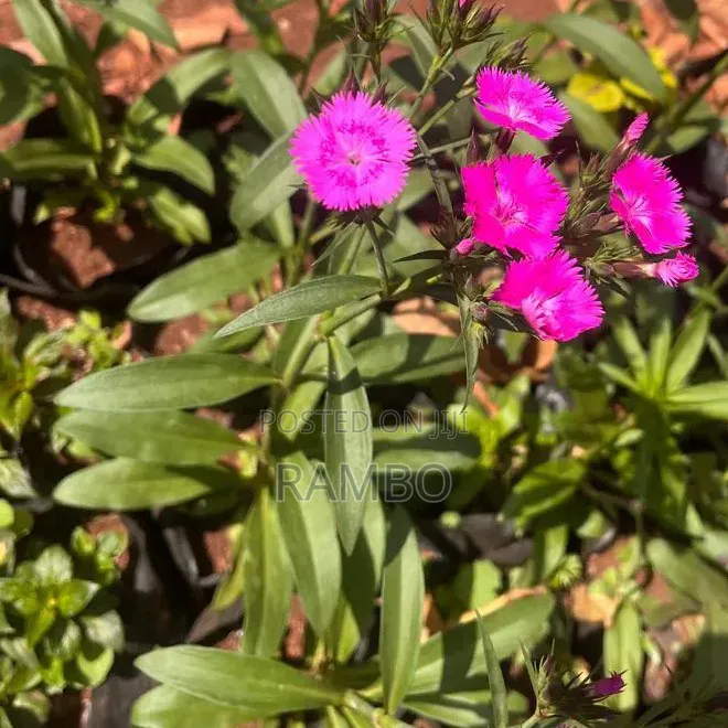Pink Dianthus Flowering Plants | Fragrant Garden Flowers |