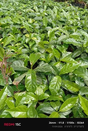 Coffee Ruiru 11