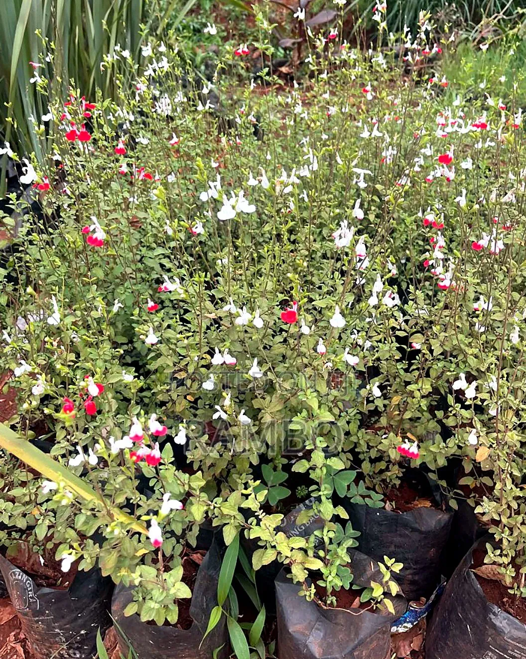 Hot Lips Salvia Plant | Red White Flowering Seedlings | Garden