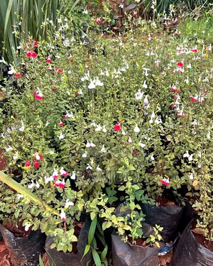 Hot Lips Salvia Plant | Red White Flowering Seedlings | Garden