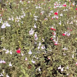 Hot Lips Salvia Plant | Red White Flowering Seedlings | Garden