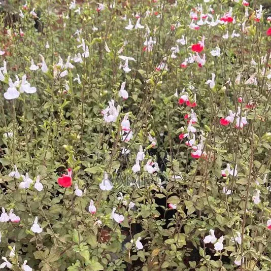 Hot Lips Salvia Plant | Red White Flowering Seedlings | Garden