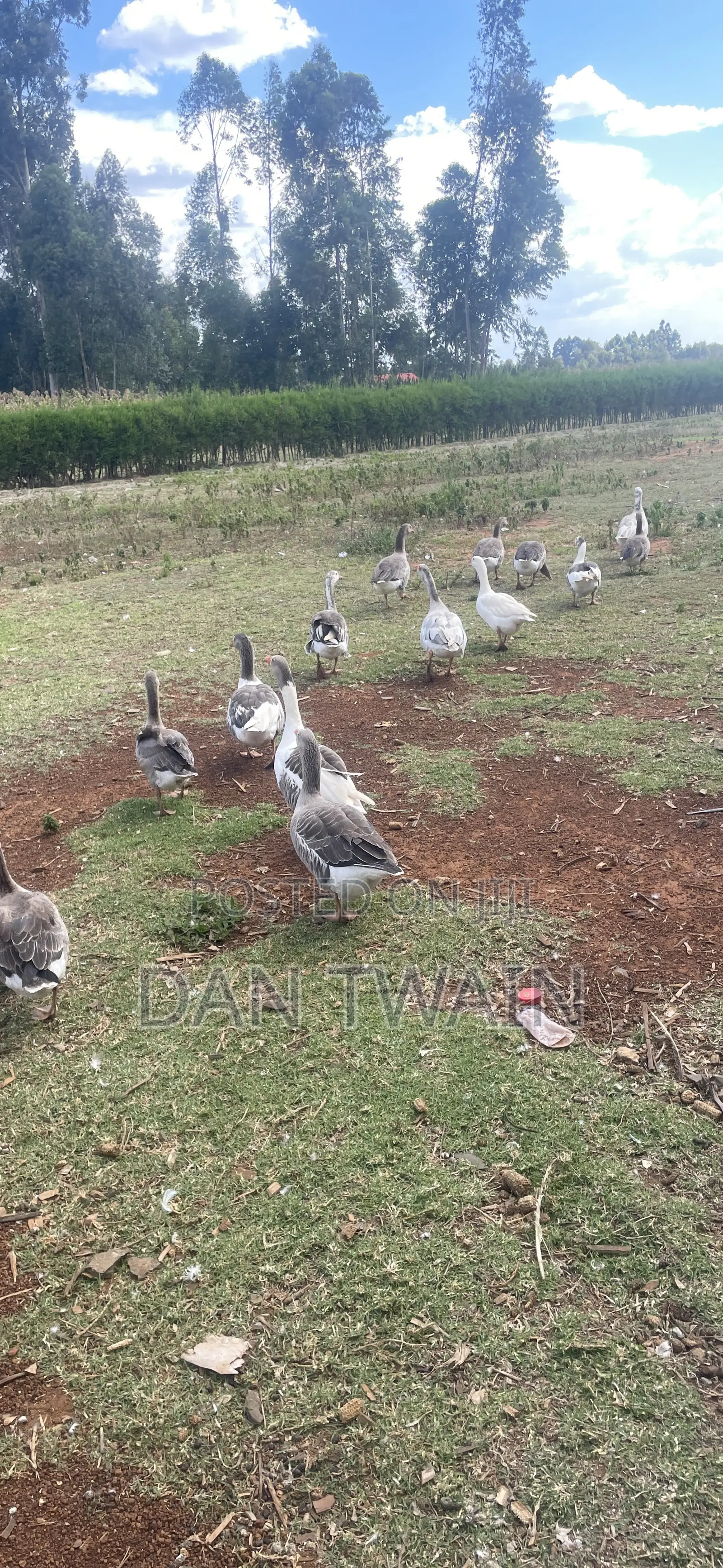 Geese Farmers