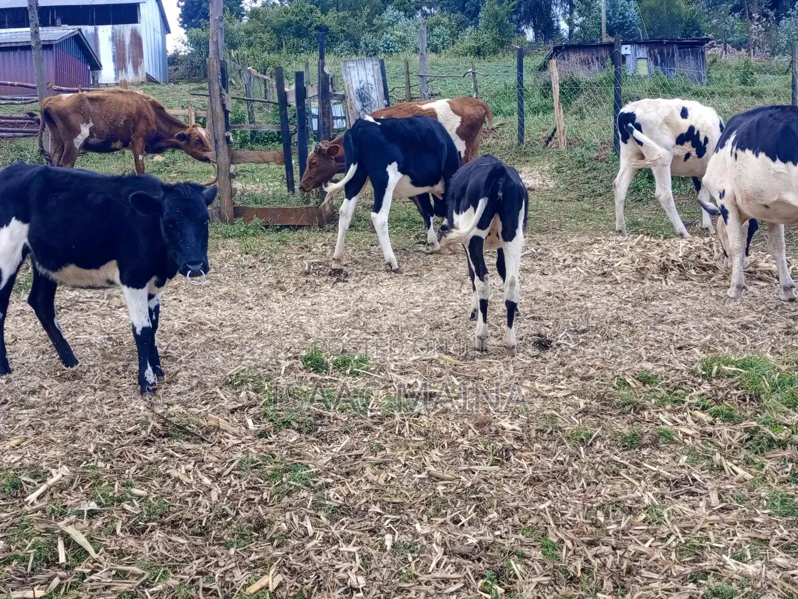 Freshian and Ayshire Cow