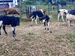 Freshian and Ayshire Cow
