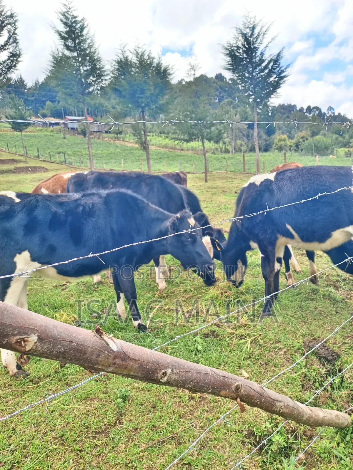 Freshian and Ayshire Cow