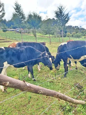 Freshian and Ayshire Cow