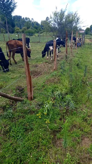 Freshian and Ayshire Cow