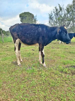 Freshian and Ayshire Cow