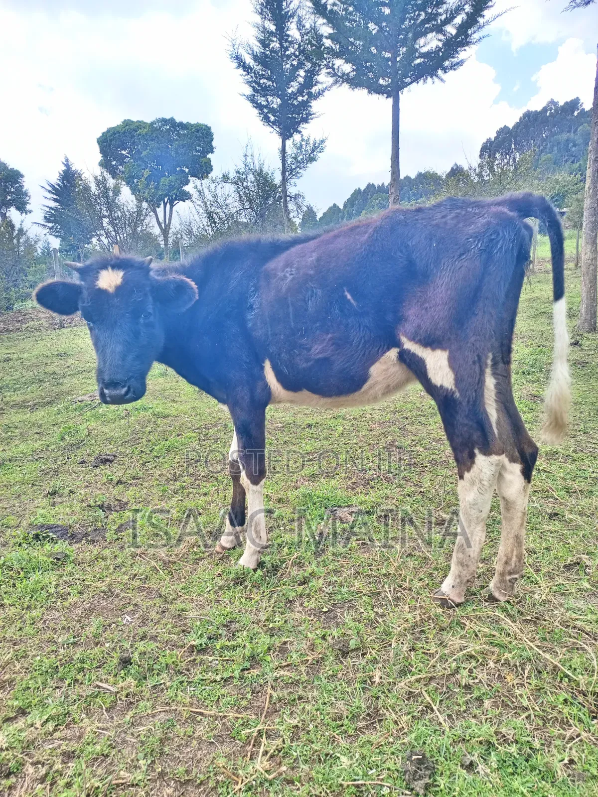 Freshian and Ayshire Cow