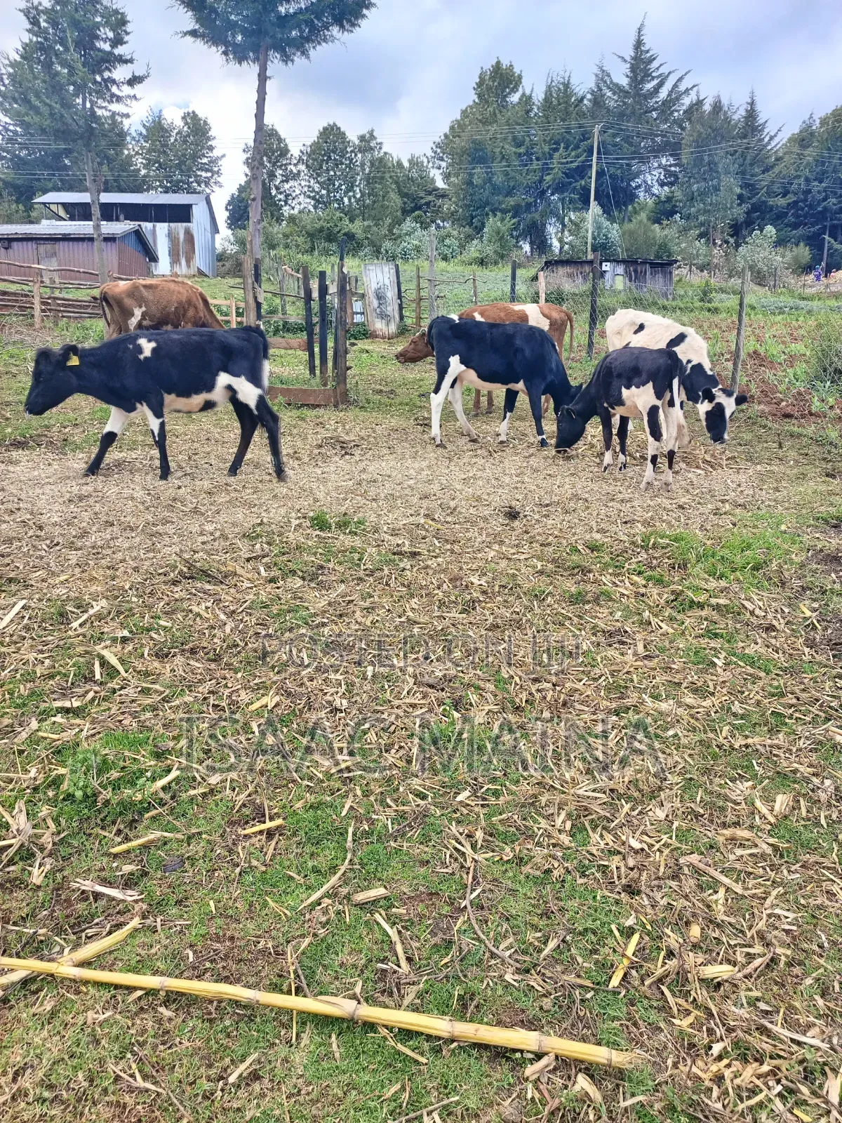 Freshian and Ayshire Cow