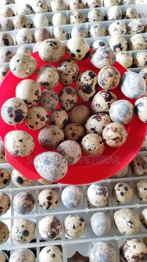 100pcs Batch Fresh, Speckled Quail Eggs for Consumption Incubation