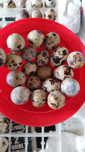 100pcs Batch Fresh, Speckled Quail Eggs for Consumption Incubation