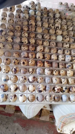 100pcs Batch Fresh, Speckled Quail Eggs for Consumption Incubation